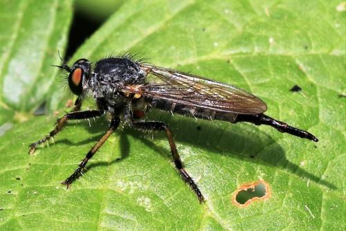Neoitamus sp.
